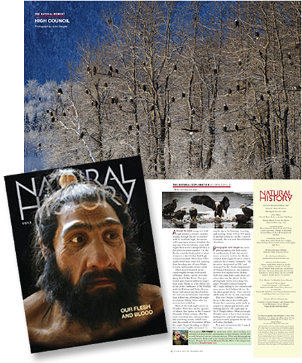 November 2013 Natural History magazine