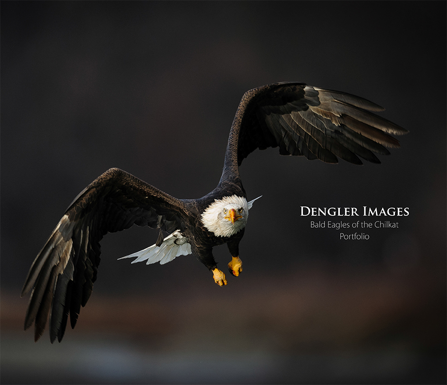 Dengler Images Bald Eagle Portfolio cover