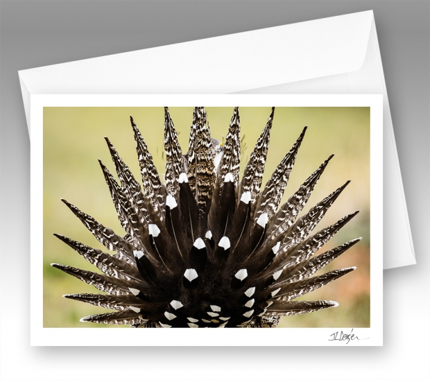 Greater sage-grouse note card