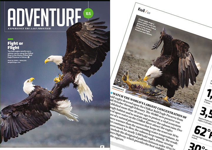 AK magazine Oct. 2015 tearsheets of bald eagles on the Chilkat River