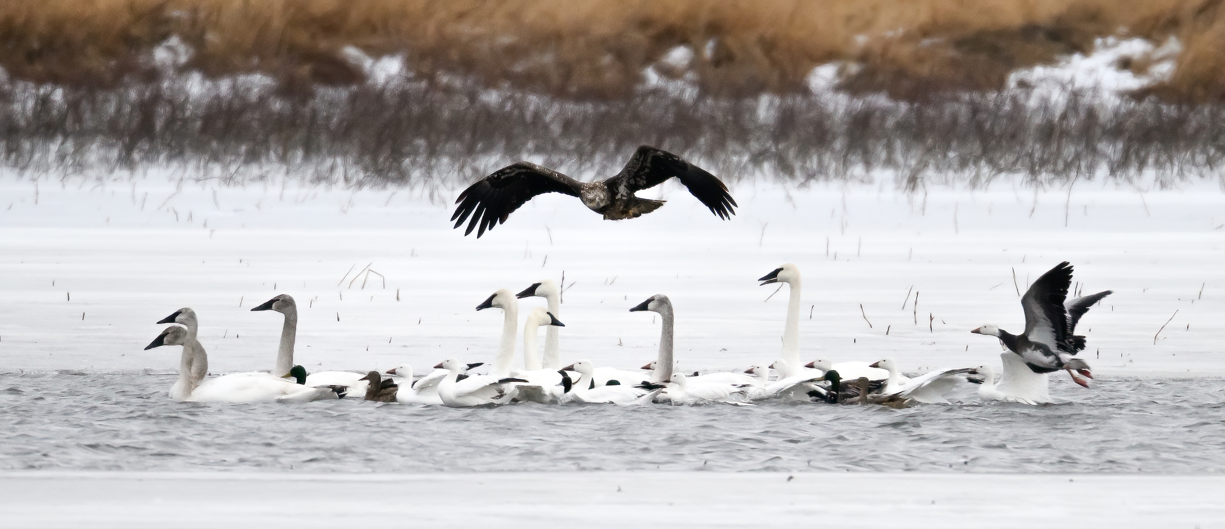 A juvenile bald eagle swoops down on trumpeter swans and other waterfowl in the Snow Goose Pond Complex at Loess Bluffs NWR (formerly known as Squaw Creek). Loess Bluffs  is a wildlife refuge managed by the U.S. Fish and Wildlife Service. The 700-acre refuge, located in northwest Missouri is known for the migrating waterfowl, particularly Snow Geese. Fall and Spring migration can bring millions of Snow Geese to the refuge. Also, bald eagles and an occasional golden eagle pass through the area during the fall and winter months. 

The 10-mile auto tour around the waterways and marshes of the refuge is an excellent way to spot birds of prey, waterfowl, beavers, otters, and muskrats.