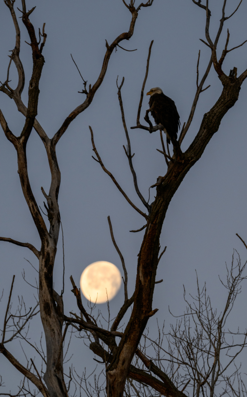 A bald eagle awaits sunrise as the moon sets at Loess Bluffs NWR (formerly known as Squaw Creek). Loess Bluffs is a wildlife refuge managed by the U.S. Fish and Wildlife Service. The 700-acre refuge, located in northwest Missouri is known for the migrating waterfowl, particularly Snow Geese. Fall and Spring migration can bring millions of Snow Geese to the refuge. Also, bald eagles and an occasional golden eagle pass through the area during the fall and winter months. The 10-mile auto tour around the waterways and marshes of the refuge is an excellent way to spot birds of prey, waterfowl, beavers, otters, and muskrats.