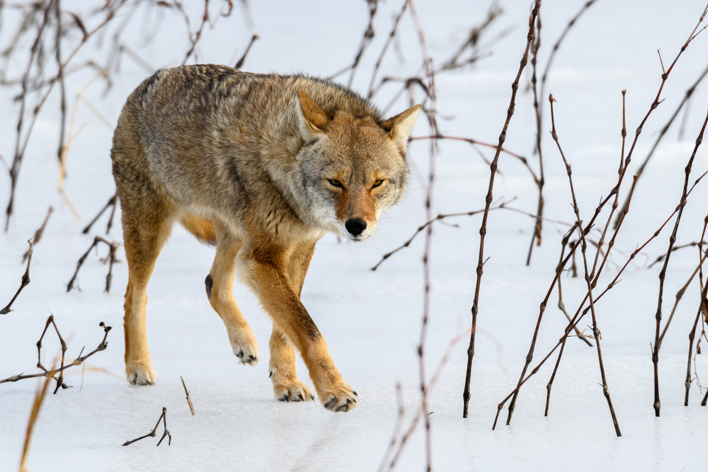 An injured coyote makes his way across the frozen and snow covered pond of the Snow Goose Complex at Loess Bluffs NWR (formerly known as Squaw Creek). Loess Bluffs is a wildlife refuge managed by the U.S. Fish and Wildlife Service. The 700-acre refuge, located in northwest Missouri is known for the migrating waterfowl, particularly Snow Geese. Fall and Spring migration can bring millions of Snow Geese to the refuge. Also, bald eagles and an occasional golden eagle pass through the area during the fall and winter months. 

The 10-mile auto tour around the waterways and marshes of the refuge is an excellent way to spot birds of prey, waterfowl, beavers, otters, and muskrats.