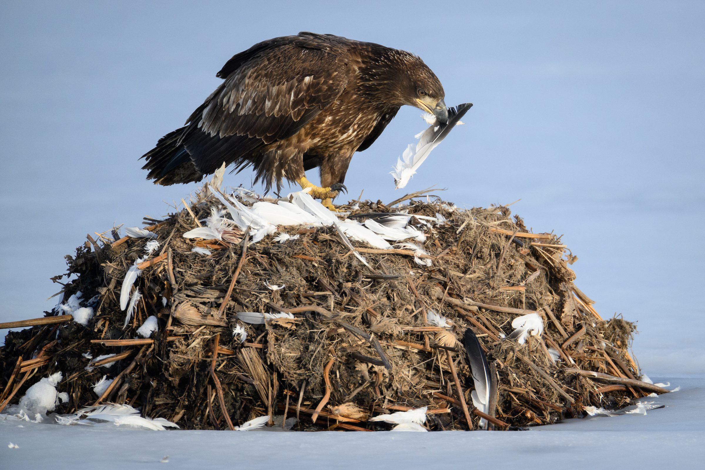 A juvenile bald eagle feeds on the remains of waterfowl in the Pelican Pool at the Loess Bluffs NWR (formerly known as Squaw Creek). Loess Bluffs is a wildlife refuge managed by the U.S. Fish and Wildlife Service. The 700-acre refuge, located in northwest Missouri is known for the migrating waterfowl, particularly Snow Geese. Fall and Spring migration can bring millions of Snow Geese to the refuge. Also, bald eagles and an occasional golden eagle pass through the area during the fall and winter months. The 10-mile auto tour around the waterways and marshes of the refuge is an excellent way to spot birds of prey, waterfowl, beavers, otters, and muskrats.