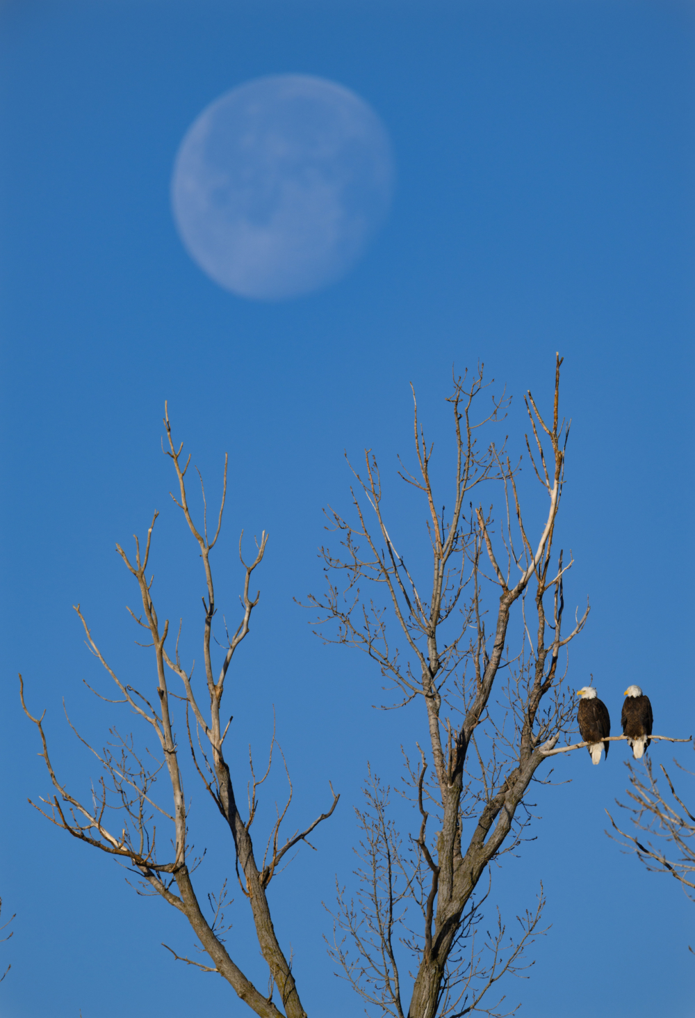 A pair of bald eagles perched in a tree overlooking the Cattail Pool at Loess Bluffs NWR (formerly known as Squaw Creek). Loess Bluffs is a wildlife refuge managed by the U.S. Fish and Wildlife Service. The 700-acre refuge, located in northwest Missouri is known for the migrating waterfowl, particularly Snow Geese. Fall and Spring migration can bring millions of Snow Geese to the refuge. Also, bald eagles and an occasional golden eagle pass through the area during the fall and winter months. The 10-mile auto tour around the waterways and marshes of the refuge is an excellent way to spot birds of prey, waterfowl, beavers, otters, and muskrats.