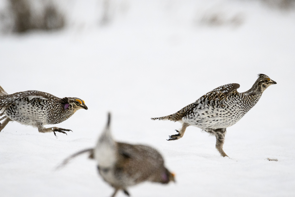 A male Columbian sharp-tailed grouse is chased by other males on a lek in southern Wyoming.