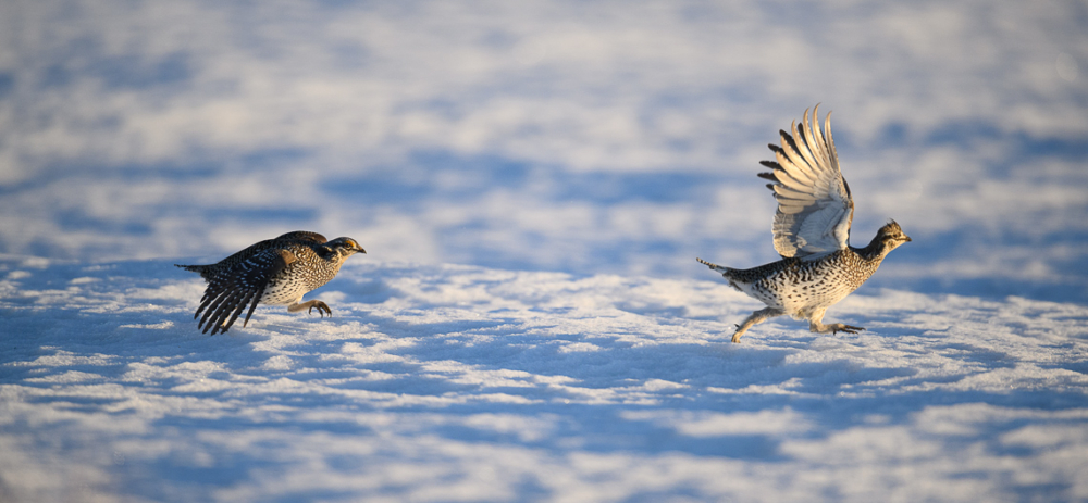 A female Columbian sharp-tailed grouse is chased by a male on a lek in southern Wyoming.  The Columbian sharp-tailed grouse (Tympanuchus phasianellus columbianus) is one of the seven recognized subspecies of North American sharp-tailed grouse. It is also the rarest and smallest of the subspecies of sharp-tailed grouse. Columbian sharp-tailed grouse have experienced declines in distribution and population due to overuse and development of the mountain shrub and grasslands that it favors. It is native to the sagebrush steppe of the western United States and British Columbia. First described by the Lewis & Clark expedition, Columbian sharp-tailed grouse were once the most abundant grouse in the West. Today, Columbian sharp-tailed grouse no occupy less than 10 percent of its historic range. It is currently considered a Species of Concern in several U.S. states.  Like other grouse, Columbian sharp-tailed grouse congregate year after year in the spring on a small area known as a lek. Males perform highly animated dancing courtship displays to impress females to mate. These displays consist of rapidly stamping their feet at blur-like speed while keeping with their wings extended, often rotating in a circle.