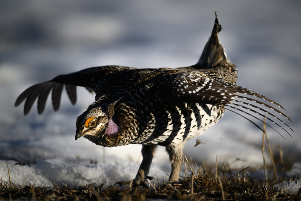 A  male Columbian sharp-tailed grouse performs a mating dance on a lek in southern Wyoming.