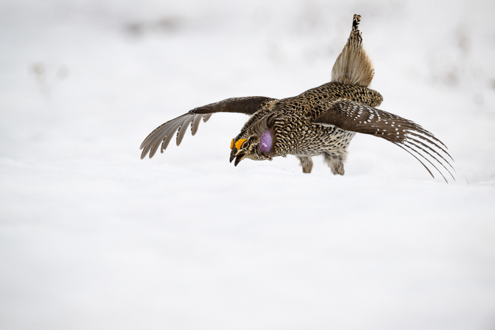 A  male Columbian sharp-tailed grouse performs a mating dance on a lek in southern Wyoming.