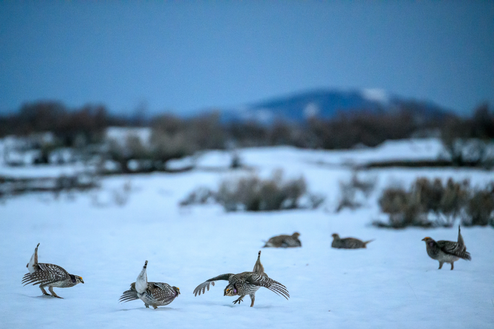 Male Columbian sharp-tailed grouse perform their mating dance on a lek during the pre-dawn in southern Wyoming.