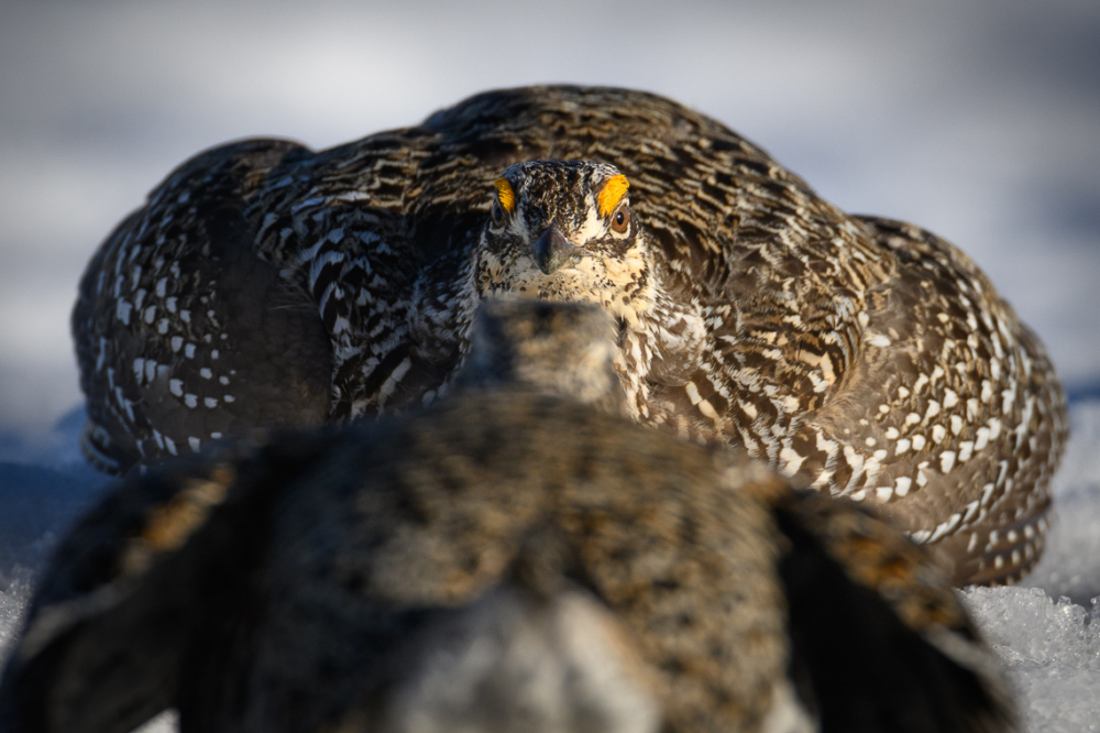 Two male Columbian sharp-tailed grouse faceoff each other on a lek in southern Wyoming.