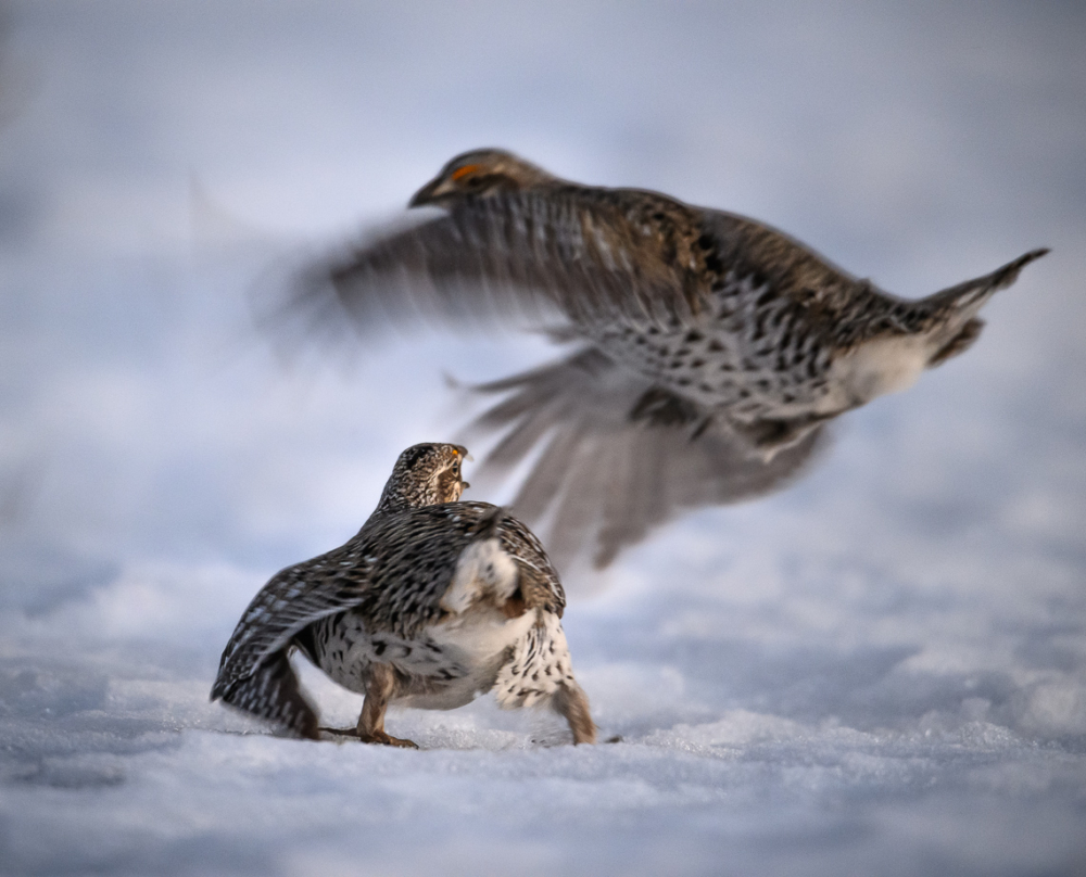 Two male Columbian sharp-tailed grouse fight on a lek in southern Wyoming.
