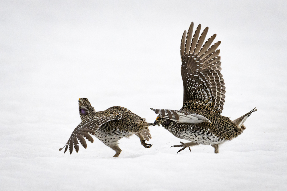 Two male Columbian sharp-tailed grouse fight on a lek in southern Wyoming.