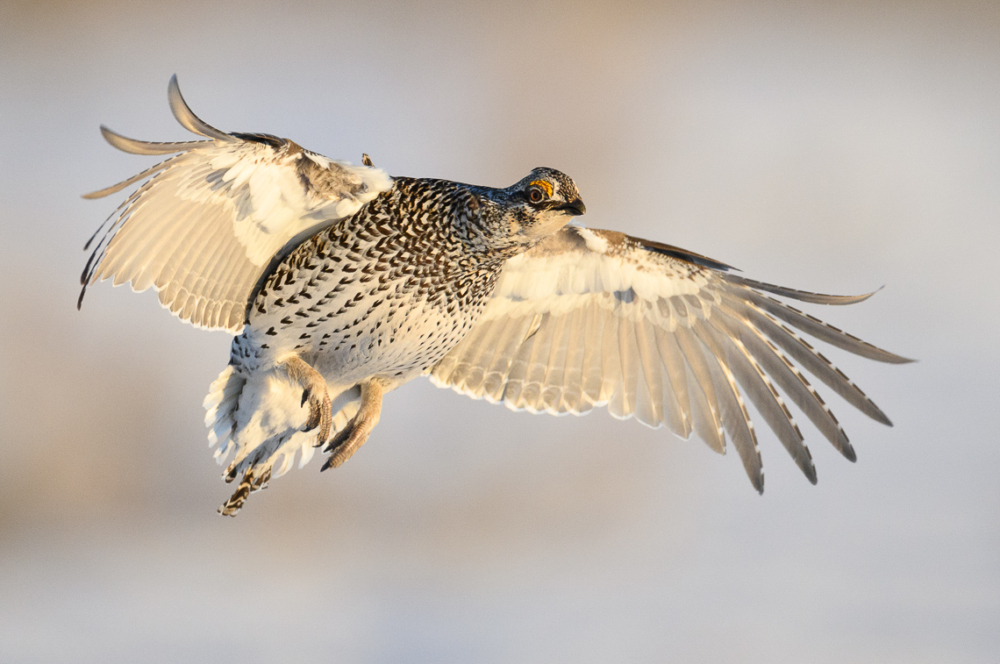 A male Columbian sharp-tailed grouse takes flight from a lek in southern Wyoming.