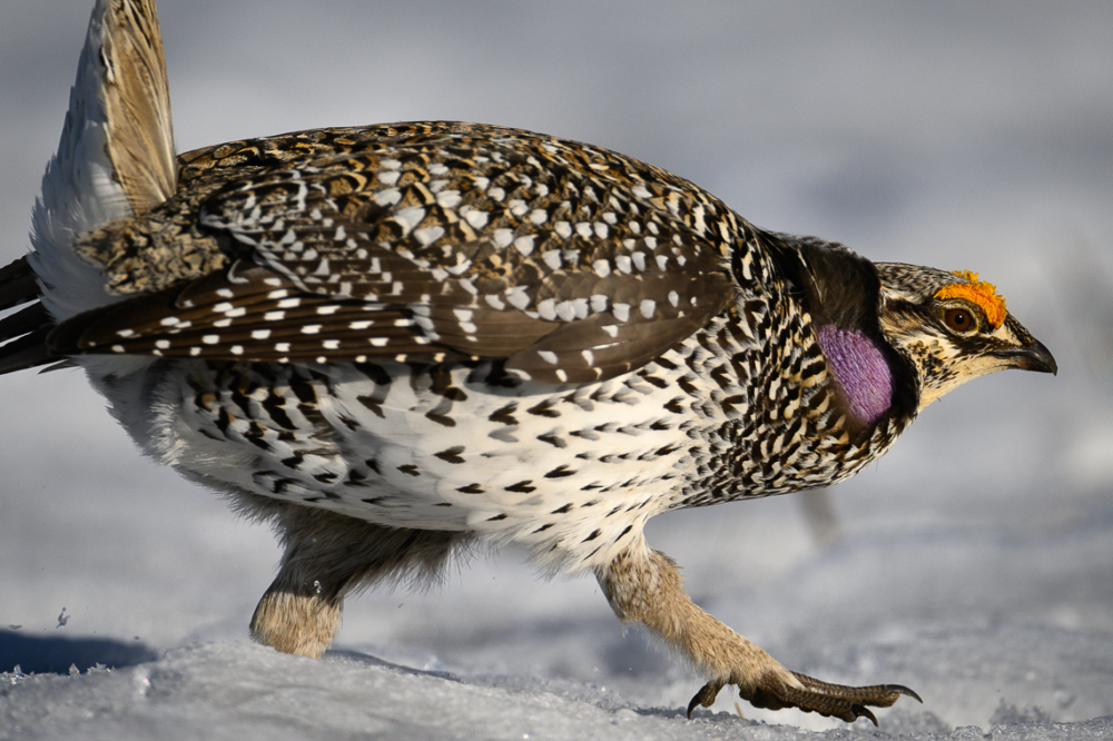 A male Columbian sharp-tailed grouse struts across a lek in southern Wyoming.
