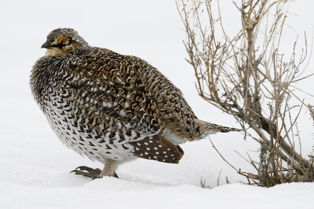 A male Columbian sharp-tailed grouse rests on a lek in southern Wyoming.