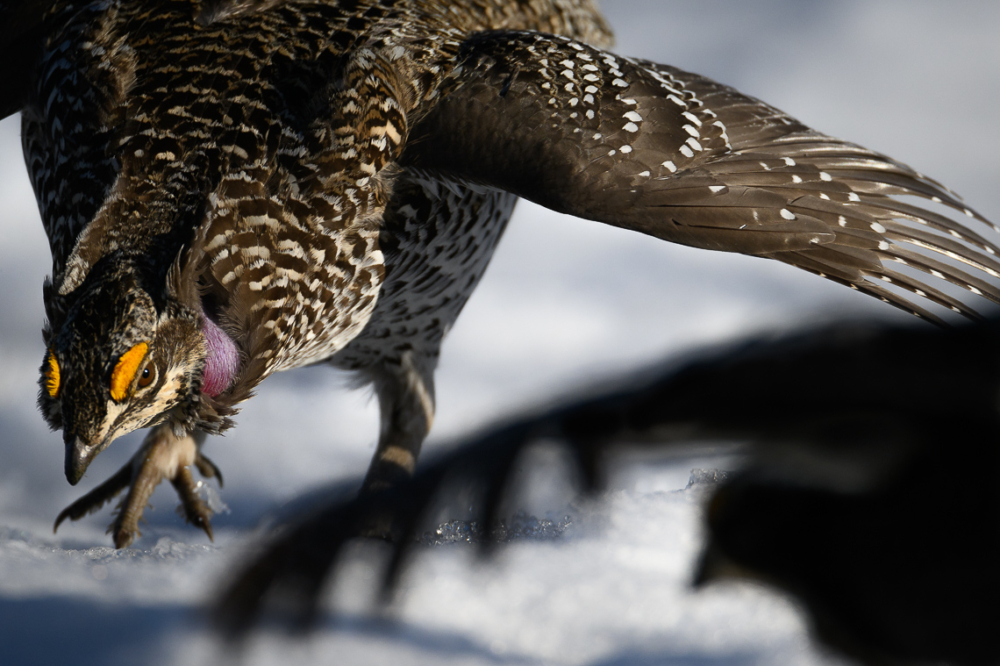 Two male Columbian sharp-tailed grouse faceoff each other on a lek in southern Wyoming.