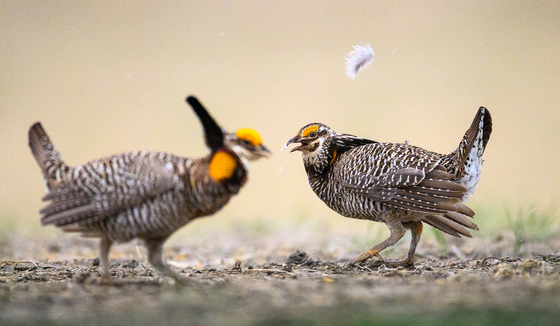 Two male greater prairie-chickens pause during fighting on a lek in Mitchell County, Kansas. The prairie-chickens will bite, and pull at the other's feathers during the battle for their position on the lek.  The greater prairie-chicken or pinnated grouse (Tympanuchus cupido) is known for its mating ritual by males called booming. In the spring, males gather on leks, also known as booming grounds, in which they defend small areas on the lek to perform their mating displays for visiting females. This display includes extending their orange eye combs, lowering the head, raising two tufts of feathers on the neck, and pointing the tail slightly forward while stamping their feet rapidly. They also expand their bright orange air sac to produce a booming-like sound that can be heard up to a mile away. In addition, males will vigorously defend their territory on the lek by chasing, leaping in the air, and dramatic fighting.   Greater prairie-chickens are threatened by climate changes (drought or too much rain) and habitat loss. In particular, habitat loss caused by wind energy development. Prairie-chickens need large expanses of open grassland without tall objects (like wind turbines or power lines and power poles) that provide a raptor to perch on.