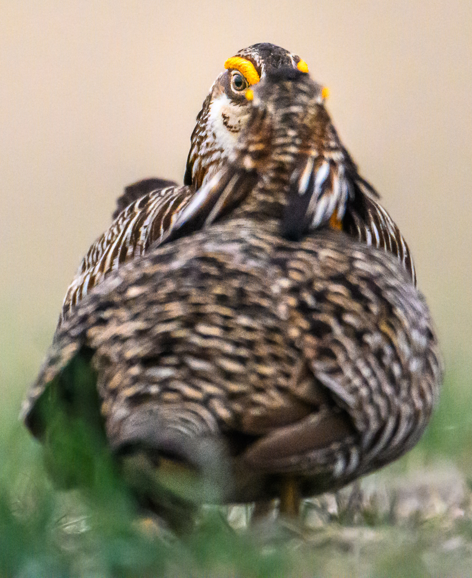 Two male greater prairie-chickens faceoff on a lek in Mitchell County, Kansas.  The greater prairie-chicken or pinnated grouse (Tympanuchus cupido) is known for its mating ritual by males called booming. In the spring, males gather on leks, also known as booming grounds, in which they defend small areas on the lek to perform their mating displays for visiting females. This display includes extending their orange eye combs, lowering the head, raising two tufts of feathers on the neck, and pointing the tail slightly forward while stamping their feet rapidly. They also expand their bright orange air sac to produce a booming-like sound that can be heard up to a mile away. In addition, males will vigorously defend their territory on the lek by chasing, leaping in the air, and dramatic fighting.   Greater prairie-chickens are threatened by climate changes (drought or too much rain) and habitat loss. In particular, habitat loss caused by wind energy development. Prairie-chickens need large expanses of open grassland without tall objects (like wind turbines or power lines and power poles) that provide a raptor to perch on.