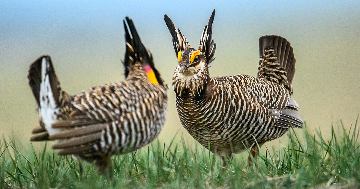 Two male greater prairie-chickens faceoff on a lek in Mitchell County, Kansas. The greater prairie-chicken or pinnated grouse (Tympanuchus cupido) is known for its mating ritual by males called booming. In the spring, males gather on leks, also known as booming grounds, in which they defend small areas on the lek to perform their mating displays for visiting females. This display includes extending their orange eye combs, lowering the head, raising two tufts of feathers on the neck, and pointing the tail slightly forward while stamping their feet rapidly. They also expand their bright reddish-orange air sac to produce a booming-like sound that can be heard up to a mile away. In addition, males will vigorously defend their territory on the lek by chasing, leaping in the air, and dramatic fighting. Greater prairie-chickens are threatened by climate changes (drought or too much rain) and habitat loss. In particular, habitat loss caused by wind energy development. Prairie-chickens need large expanses of open grassland without tall objects (like wind turbines or power lines and power poles) that provide a raptor to perch on.