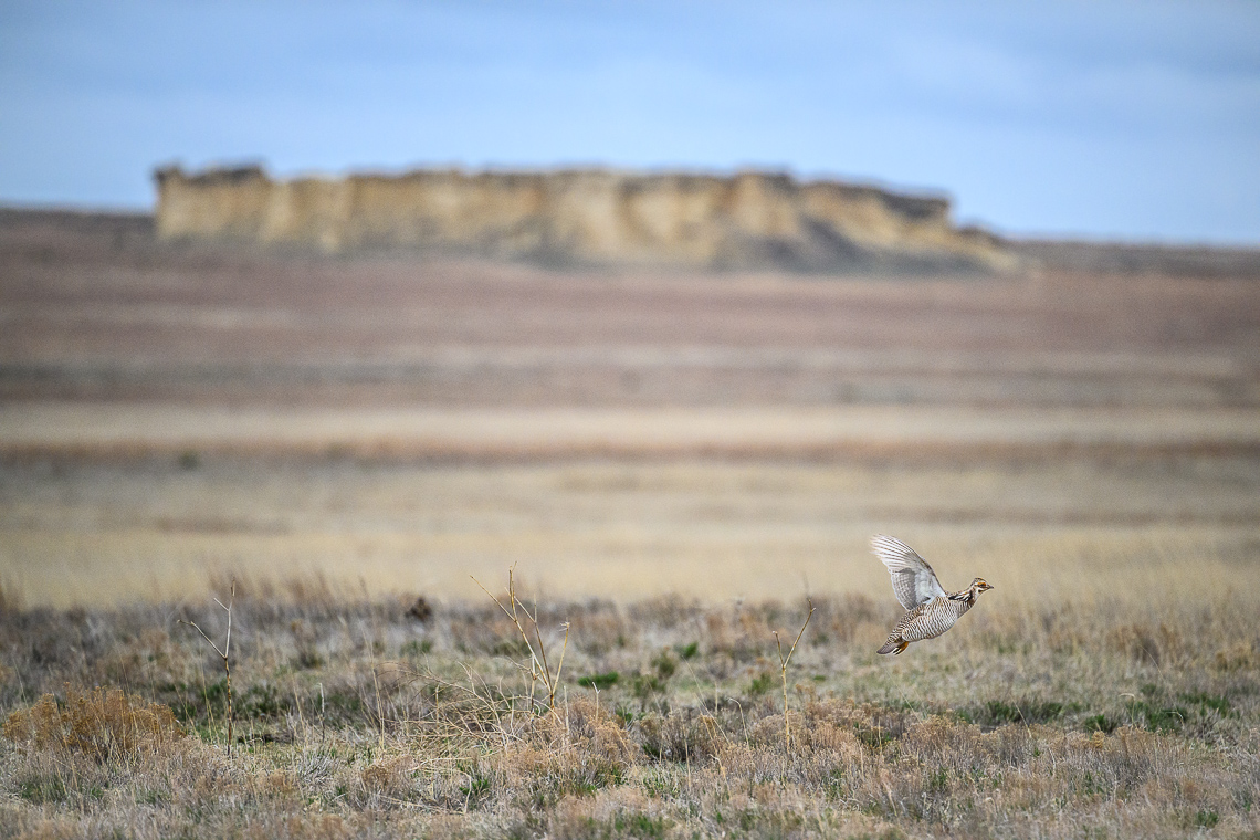 A male lesser prairie-chicken (Tympanuchus pallidicinctus) takes flight from a lek on the Hoeme Family Farm and Ranch in Gove County, Kansas. Prairie chickens return to the same lek year after year to mate. Males attempt to entice female lesser prairie-chickens with a showy mating display on a lek During courtship on a lek, males inflate their red esophageal air sacs and hold erect pinnae on each side of the neck. They rapidly stomp their feet making a drumming-like sound. The booming call of lesser-prairie chickens, amplified by the air sacs, can be heard as far as a mile away. Lesser prairie-chickens are threatened by climate changes (drought or too much rain) and habitat loss. In particular, habitat loss caused by wind energy development. Prairie-chickens need large expanses of open grassland without tall objects (like wind turbines or power lines and power poles) that provide a raptor to perch on. As of early 2022, the U.S. Fish and Wildlife Service has placed a status of proposed threatened or proposed endangered species. A ruling is expected in the summer of 2022. Lesser prairie-chickens are found in Colorado, Kansas, New Mexico, Oklahoma, and Texas with about half of the current population living in western Kansas.