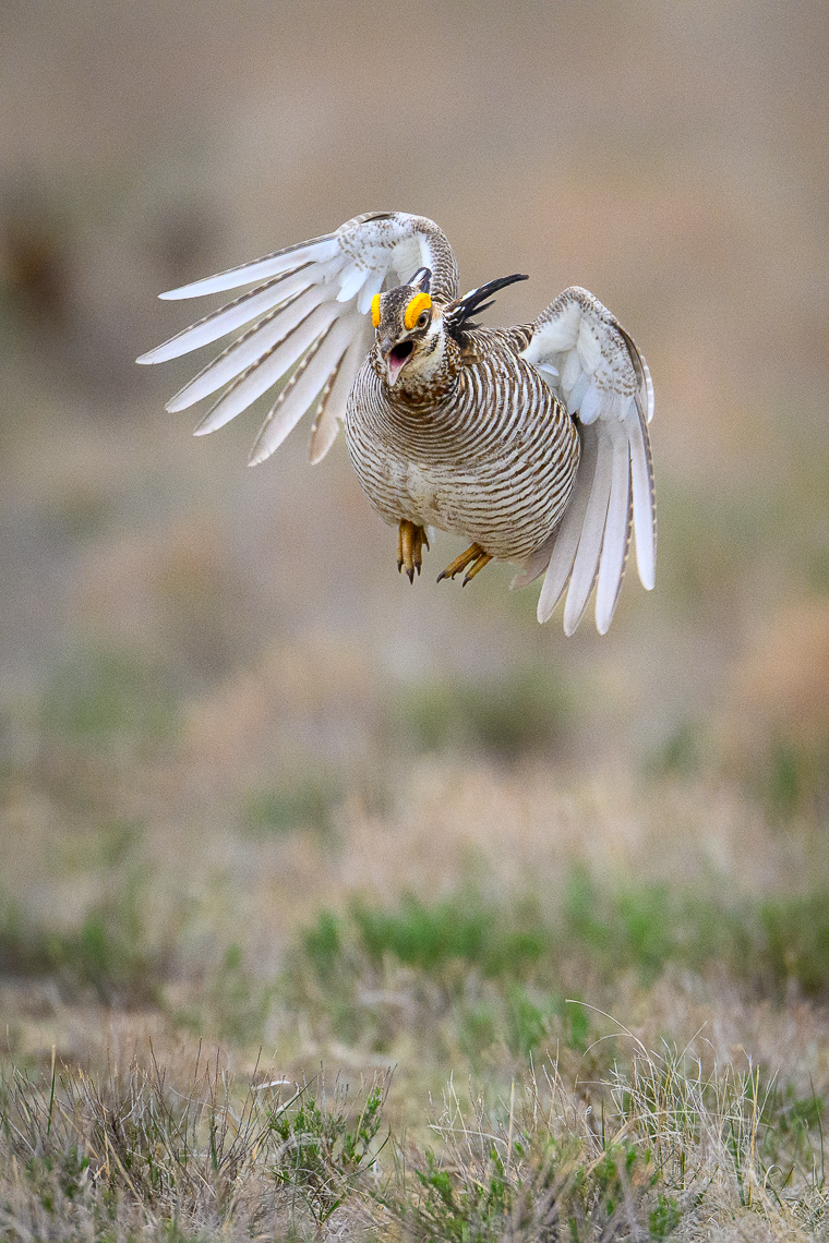 A male lesser prairie-chicken (Tympanuchus pallidicinctus) flutter jumps in an attempt to attract the attention of a female on a lek located on the Hoeme Family Farm and Ranch Ranch in Gove County, Kansas. Prairie chickens return to the same lek year after year to mate. Males attempt to entice female lesser prairie-chickens with a showy mating display on a lek   During courtship on a lek, males inflate their red esophageal air sacs and hold erect pinnae on each side of the neck. They rapidly stomp their feet making a drumming-like sound. The booming call of lesser-prairie chickens, amplified by the air sacs, can be heard as far as a mile away.  Lesser prairie-chickens are threatened by climate changes (drought or too much rain) and habitat loss. In particular, habitat loss caused by wind energy development. Prairie-chickens need large expanses of open grassland without tall objects (like wind turbines or power lines and power poles) that provide a raptor to perch on. As of early 2022, the U.S. Fish and Wildlife Service has placed a status of proposed threatened or proposed endangered species. A ruling is expected in the summer of 2022.  Lesser prairie-chickens are found in Colorado, Kansas, New Mexico, Oklahoma, and Texas with about half of the current population living in western Kansas.