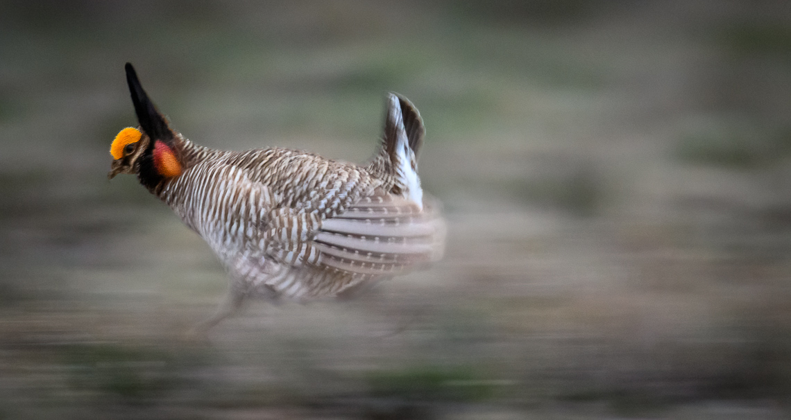 A male lesser prairie-chicken (Tympanuchus pallidicinctus) races across a lek to protect his spot from other males on the Hoeme Family Farm and Ranch Ranch in Gove County, Kansas. Prairie chickens return to the same lek year after year to mate. Males attempt to entice female lesser prairie-chickens with a showy mating display on a lek   During courtship on a lek, males inflate their red esophageal air sacs and hold erect pinnae on each side of the neck. They rapidly stomp their feet making a drumming-like sound. The booming call of lesser-prairie chickens, amplified by the air sacs, can be heard as far as a mile away.  Lesser prairie-chickens are threatened by climate changes (drought or too much rain) and habitat loss. In particular, habitat loss caused by wind energy development. Prairie-chickens need large expanses of open grassland without tall objects (like wind turbines or power lines and power poles) that provide a raptor to perch on. As of early 2022, the U.S. Fish and Wildlife Service has placed a status of proposed threatened or proposed endangered species. A ruling is expected in the summer of 2022.  Lesser prairie-chickens are found in Colorado, Kansas, New Mexico, Oklahoma, and Texas with about half of the current population living in western Kansas.