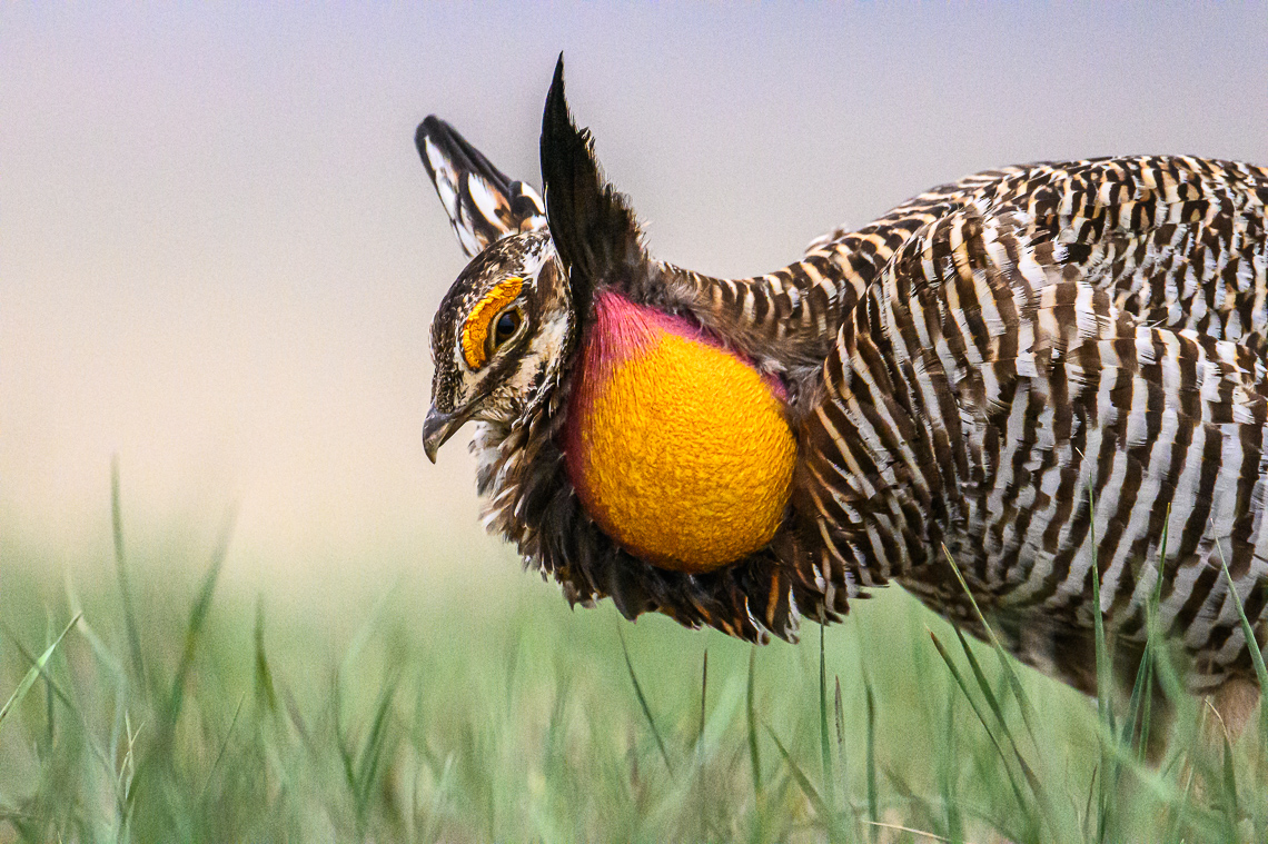 The booming-like sound emitted from the orange air sac of the male greater prairie-chicken can be heard up to a mile away. The bird inflates the sack during its courtship ritual when wooing females. This male greater prairie-chicken was photographed on a lek in Mitchell County, Kansas.  The greater prairie-chicken or pinnated grouse (Tympanuchus cupido) is known for its mating ritual by males called booming. In the spring, males gather on leks, also known as booming grounds, in which they defend small areas on the lek to perform their mating displays for visiting females. This display includes extending their orange eye combs, lowering the head, raising two tufts of feathers on the neck, and pointing the tail slightly forward while stamping their feet rapidly. In addition, males will vigorously defend their territory on the lek by chasing, leaping in the air, and dramatic fighting.   Greater prairie-chickens are threatened by climate changes (drought or too much rain) and habitat loss. In particular, habitat loss caused by wind energy development. Prairie-chickens need large expanses of open grassland without tall objects (like wind turbines or power lines and power poles) that provide a raptor to perch on.
