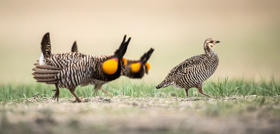 Two male greater prairie-chickens perform their mating display for a female prairie-chicken on a lek in Mitchell County, Kansas.  The greater prairie-chicken or pinnated grouse (Tympanuchus cupido) is known for its mating ritual by males called booming. In the spring, males gather on leks, also known as booming grounds, in which they defend small areas on the lek to perform their mating displays for visiting females. This display includes extending their orange eye combs, lowering the head, raising two tufts of feathers on the neck, and pointing the tail slightly forward while stamping their feet rapidly. They also expand their bright orange air sac to produce a booming-like sound that can be heard up to a mile away. In addition, males will vigorously defend their territory on the lek by chasing, leaping in the air, and dramatic fighting.   Greater prairie-chickens are threatened by climate changes (drought or too much rain) and habitat loss. In particular, habitat loss caused by wind energy development. Prairie-chickens need large expanses of open grassland without tall objects (like wind turbines or power lines and power poles) that provide a raptor to perch on.