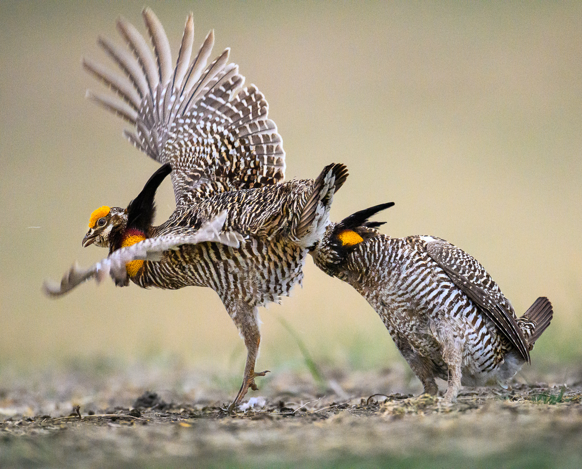 Two male greater prairie-chickens fight on a lek in Mitchell County, Kansas.  The greater prairie-chicken or pinnated grouse (Tympanuchus cupido) is known for its mating ritual by males called booming. In the spring, males gather on leks, also known as booming grounds, in which they defend small areas on the lek to perform their mating displays for visiting females. This display includes extending their orange eye combs, lowering the head, raising two tufts of feathers on the neck, and pointing the tail slightly forward while stamping their feet rapidly. They also expand their bright orange air sac to produce a booming-like sound that can be heard up to a mile away. In addition, males will vigorously defend their territory on the lek by chasing, leaping in the air, and dramatic fighting.   Greater prairie-chickens are threatened by climate changes (drought or too much rain) and habitat loss. In particular, habitat loss caused by wind energy development. Prairie-chickens need large expanses of open grassland without tall objects (like wind turbines or power lines and power poles) that provide a raptor to perch on.