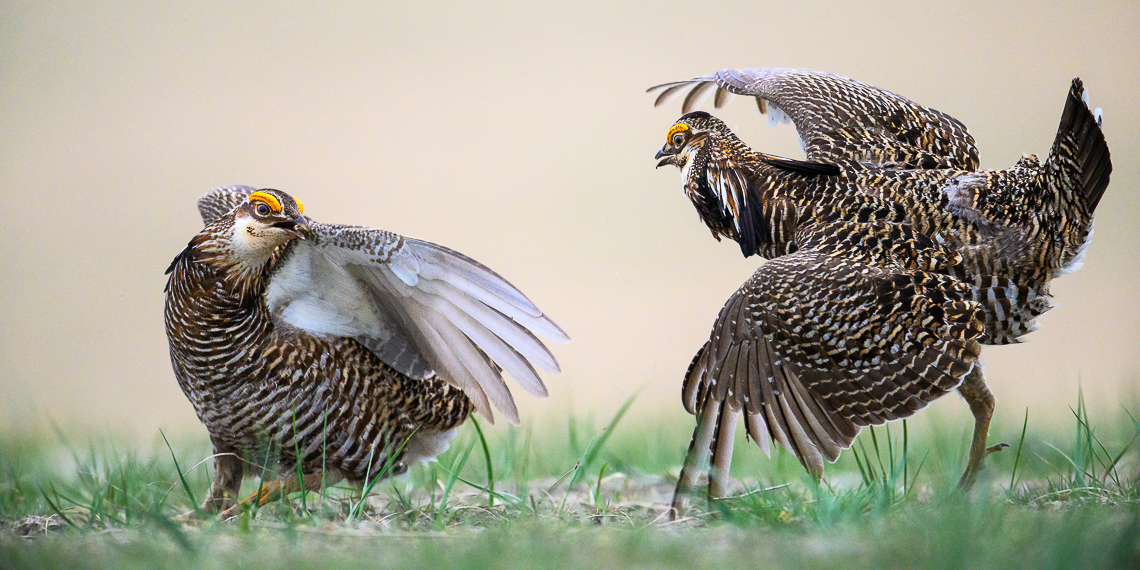 Two male greater prairie-chickens fight on a lek in Mitchell County, Kansas.  The greater prairie-chicken or pinnated grouse (Tympanuchus cupido) is known for its mating ritual by males called booming. In the spring, males gather on leks, also known as booming grounds, in which they defend small areas on the lek to perform their mating displays for visiting females. This display includes extending their orange eye combs, lowering the head, raising two tufts of feathers on the neck, and pointing the tail slightly forward while stamping their feet rapidly. They also expand their bright orange air sac to produce a booming-like sound that can be heard up to a mile away. In addition, males will vigorously defend their territory on the lek by chasing, leaping in the air, and dramatic fighting.   Greater prairie-chickens are threatened by climate changes (drought or too much rain) and habitat loss. In particular, habitat loss caused by wind energy development. Prairie-chickens need large expanses of open grassland without tall objects (like wind turbines or power lines and power poles) that provide a raptor to perch on.