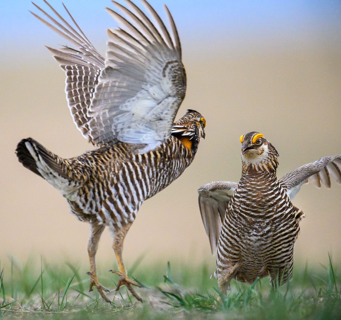 Two male greater prairie-chickens fight on a lek in Mitchell County, Kansas.  The greater prairie-chicken or pinnated grouse (Tympanuchus cupido) is known for its mating ritual by males called booming. In the spring, males gather on leks, also known as booming grounds, in which they defend small areas on the lek to perform their mating displays for visiting females. This display includes extending their orange eye combs, lowering the head, raising two tufts of feathers on the neck, and pointing the tail slightly forward while stamping their feet rapidly. They also expand their bright orange air sac to produce a booming-like sound that can be heard up to a mile away. In addition, males will vigorously defend their territory on the lek by chasing, leaping in the air, and dramatic fighting.   Greater prairie-chickens are threatened by climate changes (drought or too much rain) and habitat loss. In particular, habitat loss caused by wind energy development. Prairie-chickens need large expanses of open grassland without tall objects (like wind turbines or power lines and power poles) that provide a raptor to perch on.