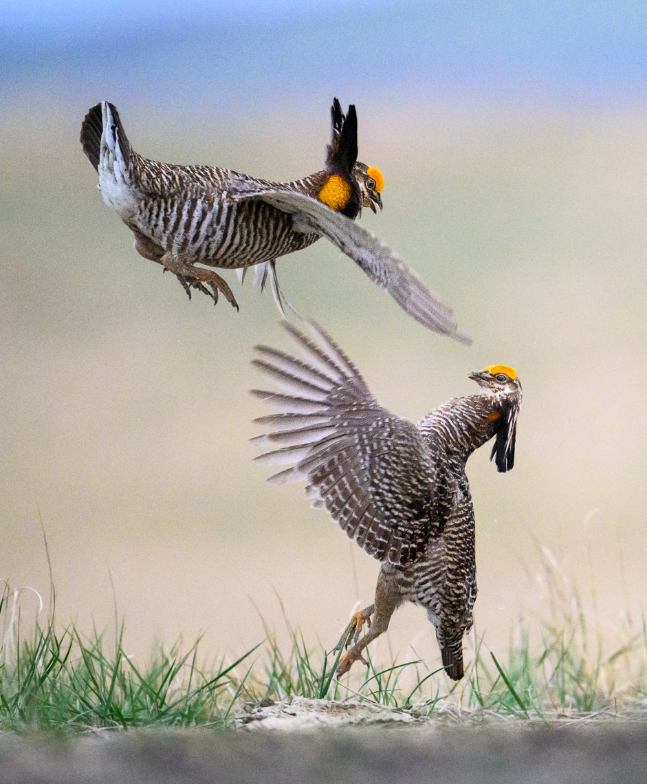 Two male greater prairie-chickens fight on a lek in Mitchell County, Kansas.  The greater prairie-chicken or pinnated grouse (Tympanuchus cupido) is known for its mating ritual by males called booming. In the spring, males gather on leks, also known as booming grounds, in which they defend small areas on the lek to perform their mating displays for visiting females. This display includes extending their orange eye combs, lowering the head, raising two tufts of feathers on the neck, and pointing the tail slightly forward while stamping their feet rapidly. They also expand their bright orange air sac to produce a booming-like sound that can be heard up to a mile away. In addition, males will vigorously defend their territory on the lek by chasing, leaping in the air, and dramatic fighting.   Greater prairie-chickens are threatened by climate changes (drought or too much rain) and habitat loss. In particular, habitat loss caused by wind energy development. Prairie-chickens need large expanses of open grassland without tall objects (like wind turbines or power lines and power poles) that provide a raptor to perch on.