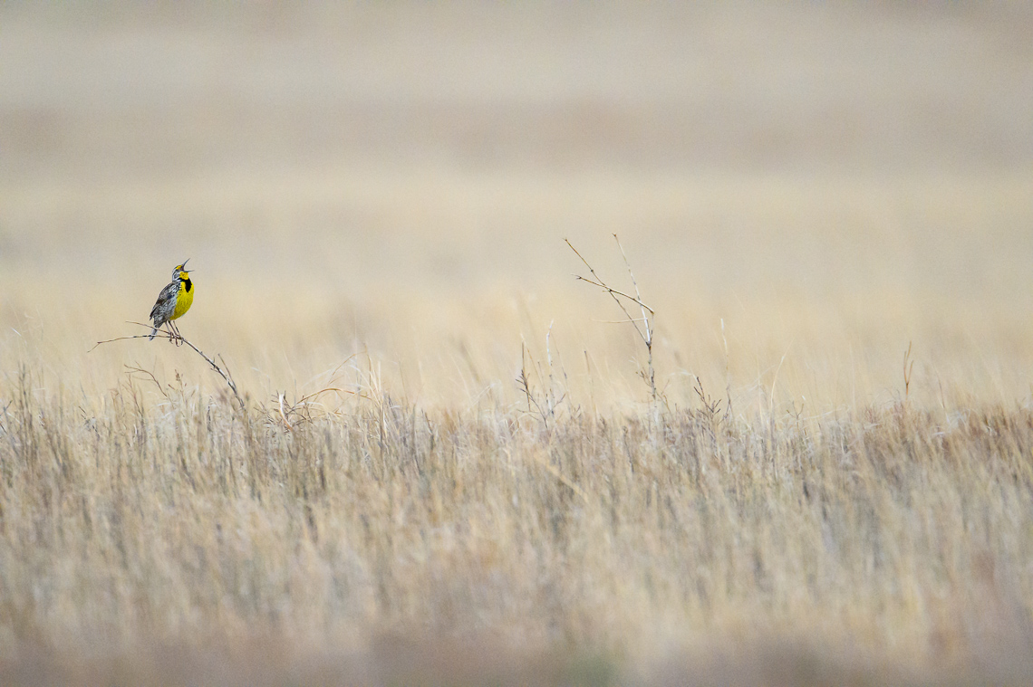 The uplifting flute-like vocalization of Western Meadowlark is a common sound to hear on the prairies of western and central Kansas. A colorful member of the blackbird family, the Western Meadowlark uses a feeding method that relies on its strong muscles that open its bill. They can insert their bill into soil, bark, etc., and then force it open to make a larger hole. This gives them an advantage over other birds to reach insects that most other birds can’t get to. This Western Meadowlark was photographed on the Hoeme Family Farm and Ranch Ranch in Gove County, Kansas.