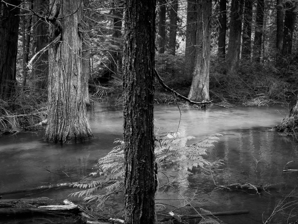 Avalanche Creek