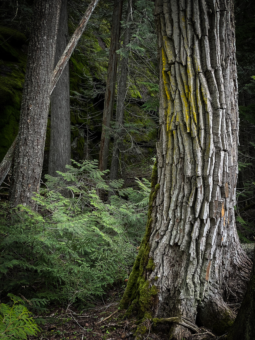 Black cottonwood tree