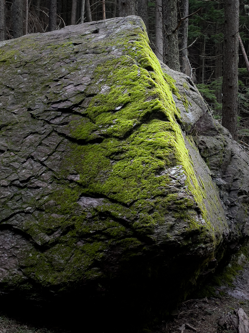 Moss covered boulder