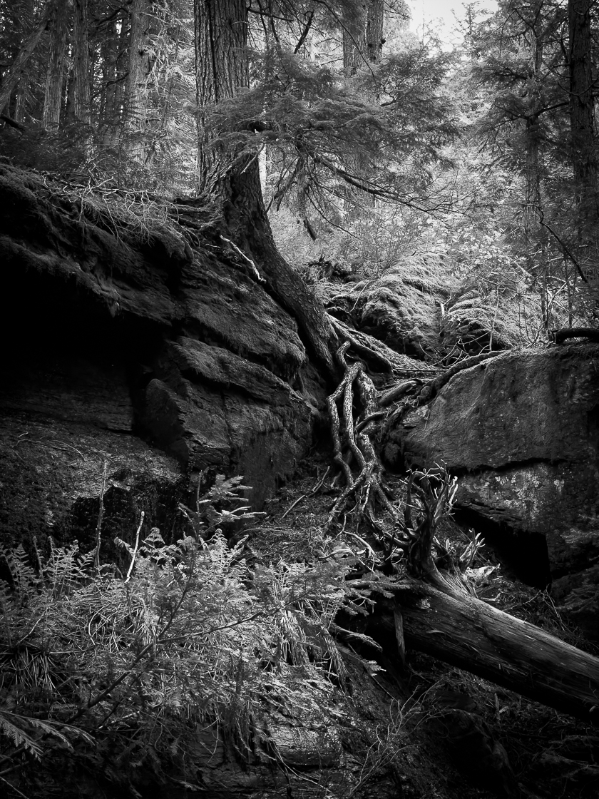 Forest view of Trail of the Cedars