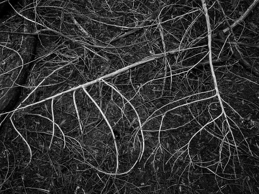 Western Red Cedar branch litter