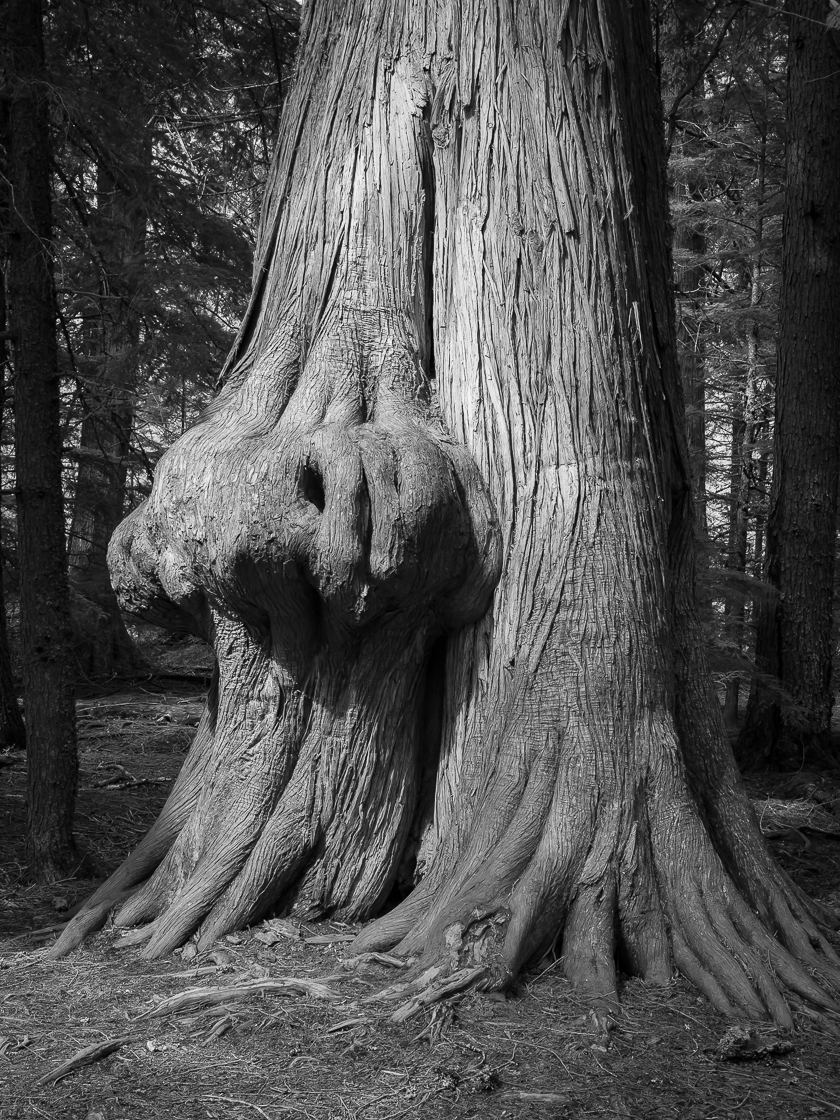 Western Red Cedar tree