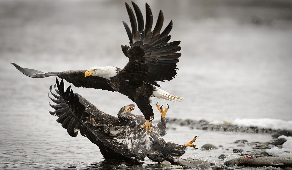 Chilkat River bald eagles and Alaska winter landscapes – 2012
