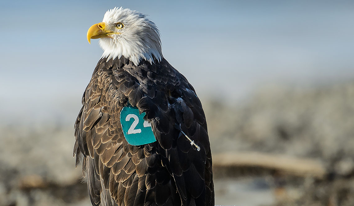  Doppelganger33 LTD Animal Photo Bird Bald Eagle Head