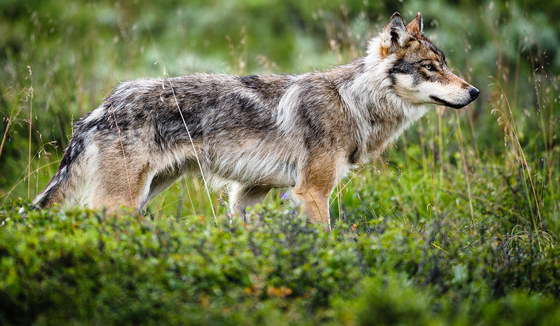 Grant Creek wolf pack of Denali National Park in jeopardy - DENGLER IMAGES