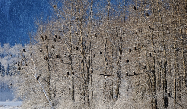 Bald eagles in cottonwood trees, Alaska Chilkat Bald Eagle Preserve