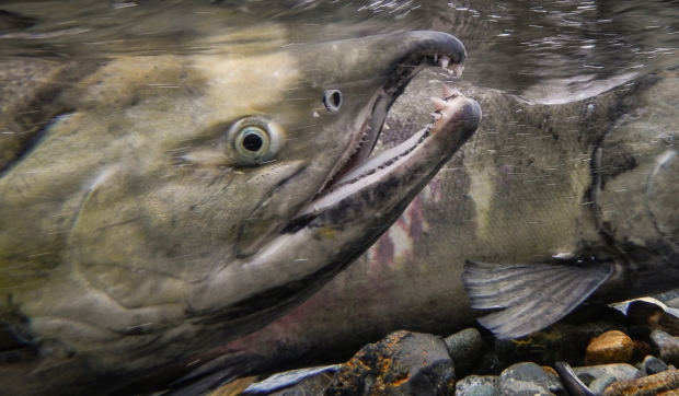 Chum salmon return to Herman Creek to spawn.