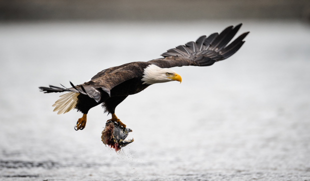 A bald eagle (Haliaeetus leucocephalus) flies away with the head of a chum salmon (Oncorhynchus keta) carcass over the Chilkat River in the Alaska Chilkat Bald Eagle Preserve near Haines, Alaska. During late fall, bald eagles congregate along the Chilkat River to feed on salmon. This gathering of bald eagles in the Alaska Chilkat Bald Eagle Preserve is believed to be one of the largest gatherings of bald eagles in the world. The preserve is located downstream of where Constantine Metal Resources, Ltd. is exploring an area known as the Palmer Deposit as a location for a hardrock mine. (John L. Dengler)