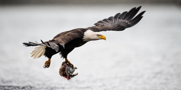 A bald eagle (Haliaeetus leucocephalus) flies away with the head of a chum salmon (Oncorhynchus keta) carcass over the Chilkat River in the Alaska Chilkat Bald Eagle Preserve near Haines, Alaska. During late fall, bald eagles congregate along the Chilkat River to feed on salmon. This gathering of bald eagles in the Alaska Chilkat Bald Eagle Preserve is believed to be one of the largest gatherings of bald eagles in the world.