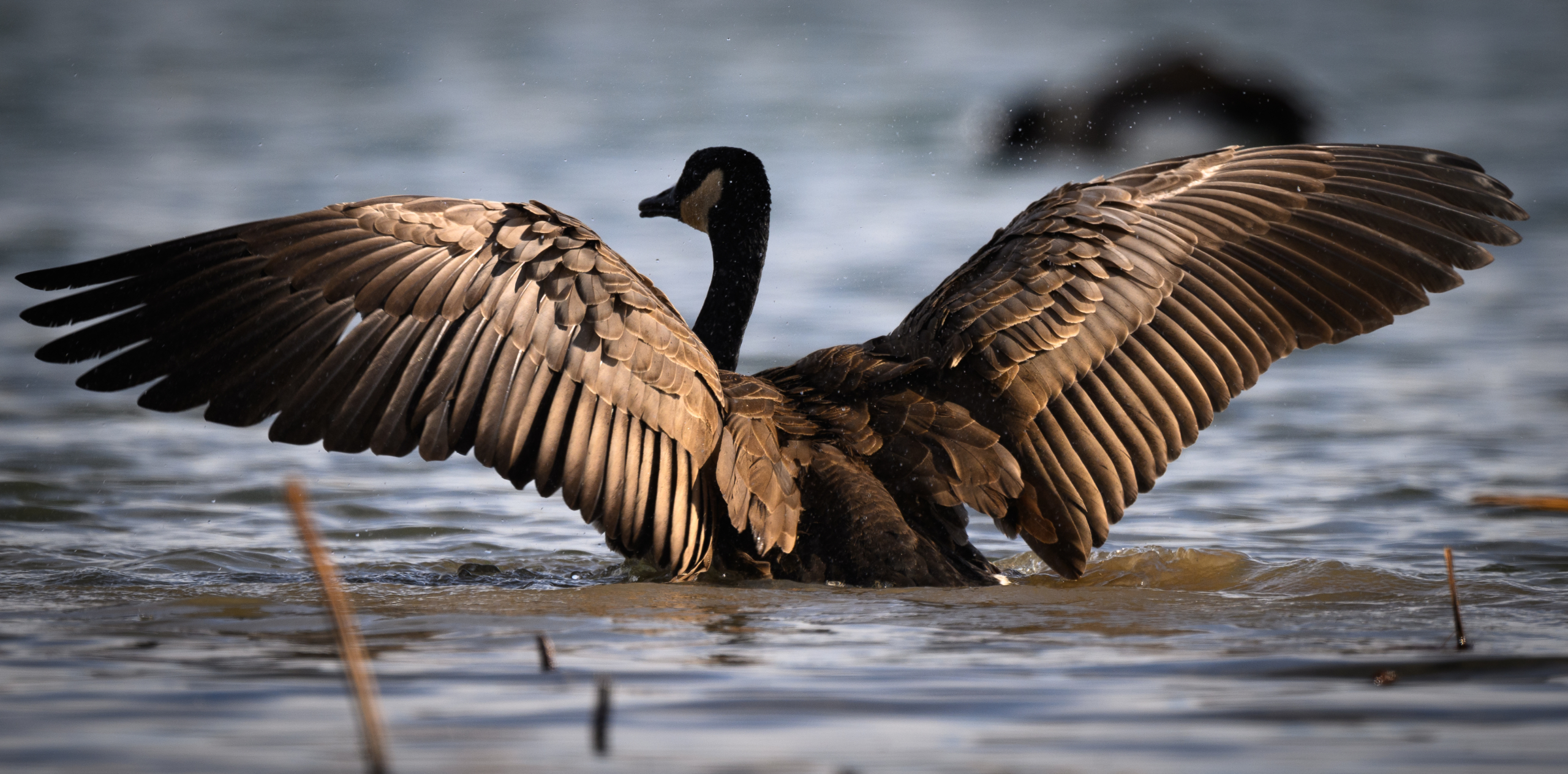A Canada goose (Branta canadensis) flaps its wings to dry after rolling in the waters of Lake Springfield in Springfield, Missouri. Canada geese will roll in water, then flatly bang their wings on the water, then finish by waving the wings back and forth to dry, with a good ruffling of feathers for good measure.

Canada geese are particularly fastidious about keeping their feathers clean and dry, pulling dirt and water off each feather using the ridges on their mandibles. A good shake and ruffling of their feathers will get them dry. That is followed by oiling their feathers with their bill with oil from the base of their tail. The oil keeps the feathers insulated, dry, and free of parasites.