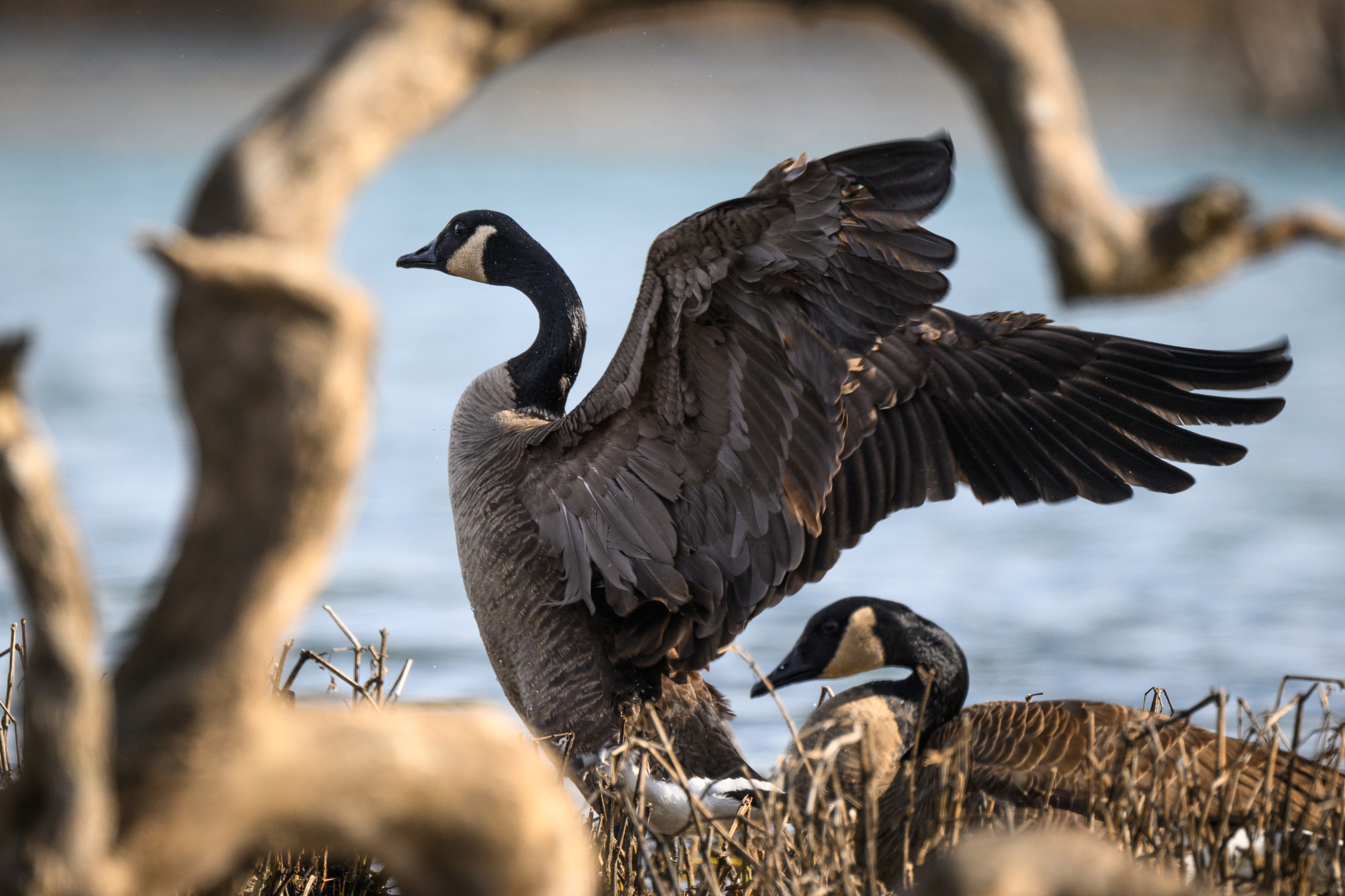 A Canada goose (Branta canadensis) flaps its wings to dry after rolling in the waters of Lake Springfield in Springfield, Missouri. Canada geese will roll in water, then flatly bang their wings on the water, then finish by waving the wings back and forth to dry, with a good ruffling of feathers for good measure.

Canada geese are particularly fastidious about keeping their feathers clean and dry, pulling dirt and water off each feather using the ridges on their mandibles. A good shake and ruffling of their feathers will get them dry. That is followed by oiling their feathers with their bill with oil from the base of their tail. The oil keeps the feathers insulated, dry, and free of parasites.